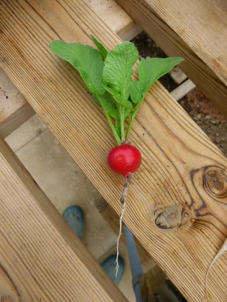 Live Below the Line - Day 5 - Confession Time