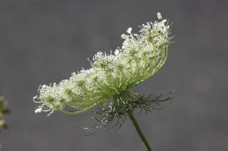 Wild Carrott Daucus carota Queen Anne's Lace