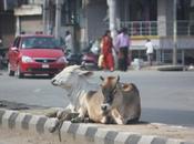 DAILY PHOTO: Median Bovine