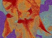 Photo Phun Love Color!