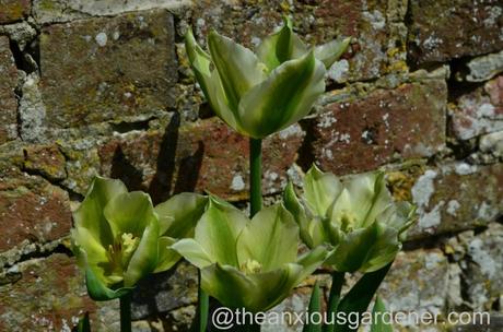 Tulip Spring Green (2)