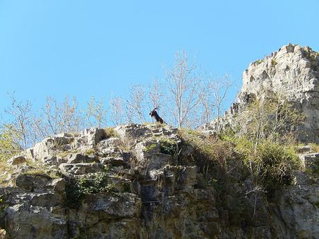 Cheddar Gorge