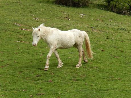 Cheddar Gorge