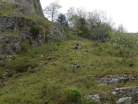 Cheddar Gorge