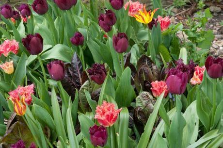 front garden tulips April 2015