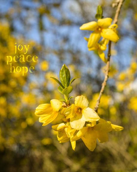 Joy, Peace & Hope