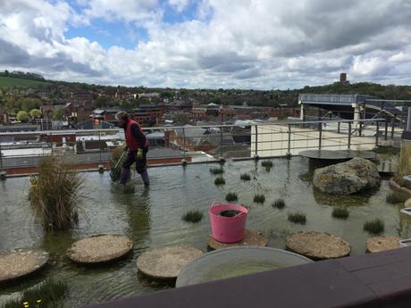 Have lunch at the Tea Terrace on the roof of House of Fraser in Guildford