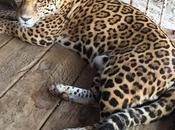 Rescued Animals Their Plight ~wild Sale Mexico