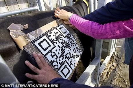 Digital daisy ~ the cow with bar code !!!