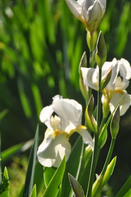The White Iris Outside the Basement Door . . . Again