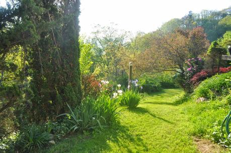The White Iris Outside the Basement Door . . . Again