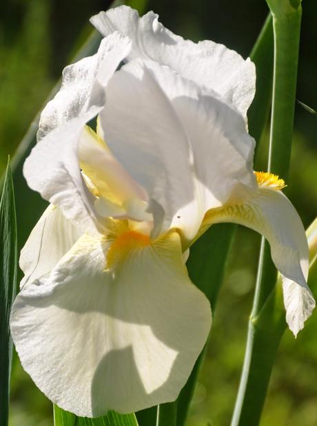 The White Iris Outside the Basement Door . . . Again