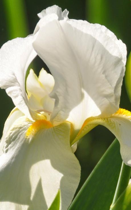 The White Iris Outside the Basement Door . . . Again