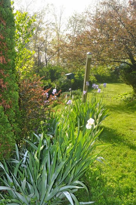 The White Iris Outside the Basement Door . . . Again
