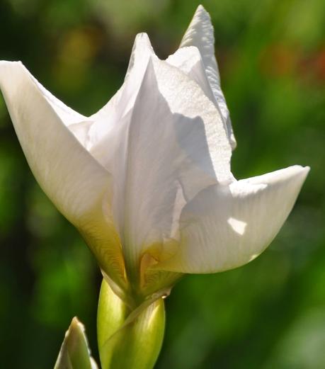 The White Iris Outside the Basement Door . . . Again