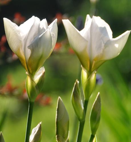 The White Iris Outside the Basement Door . . . Again