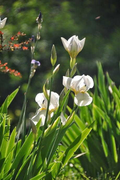 The White Iris Outside the Basement Door . . . Again