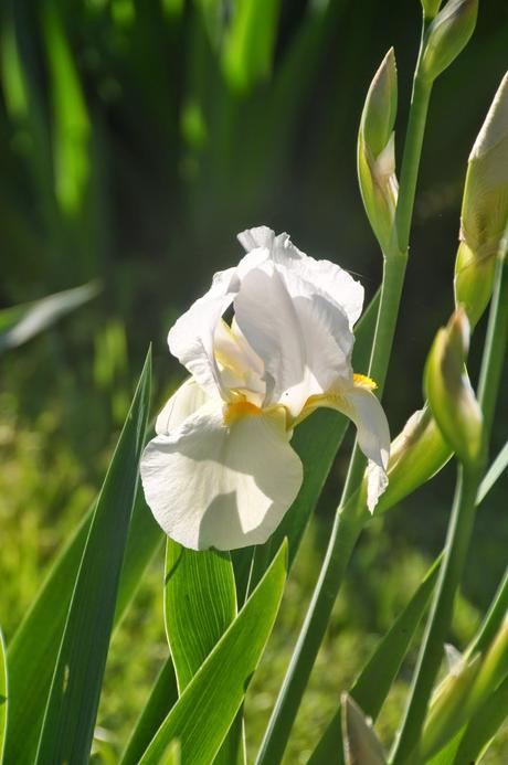 The White Iris Outside the Basement Door . . . Again