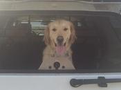 Dog's Mischievous Ride