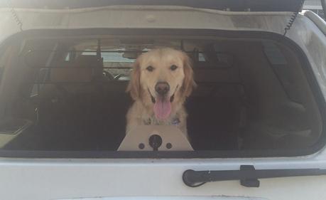 dog going for a car ride