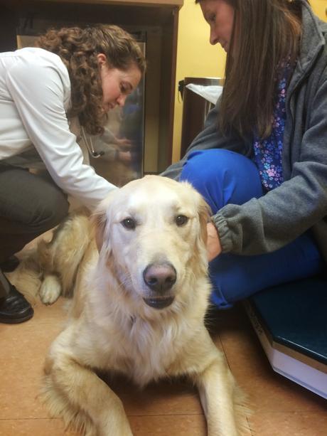 dog at vets for wellness exam and shots