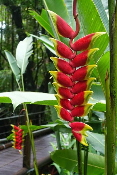 HAWAII TROPICAL BOTANICAL GARDEN:  Hilo, Hawaii