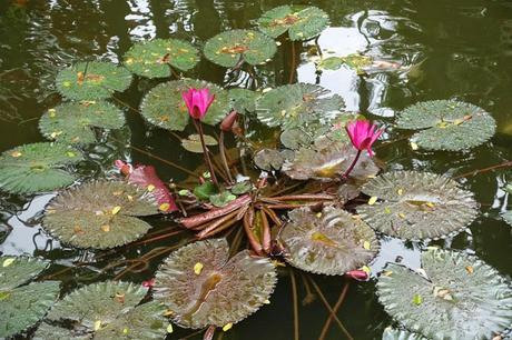 HAWAII TROPICAL BOTANICAL GARDEN:  Hilo, Hawaii