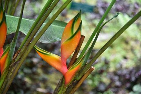 HAWAII TROPICAL BOTANICAL GARDEN:  Hilo, Hawaii