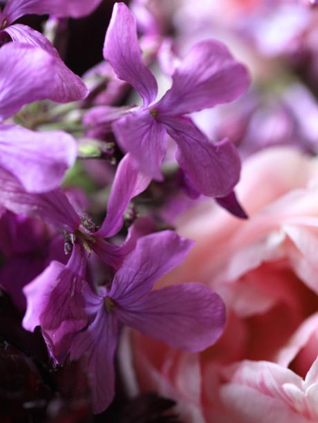 Lilac-and-Tulips