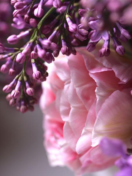 Lilac-and-Tulips