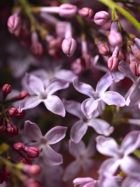 Lilac-and-Tulips