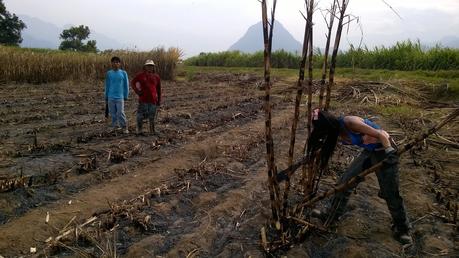 The Amazing Race Peru | Fruits Of Our Labor