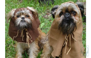 Photos: May the fourth be with you - Star Wars dogs!