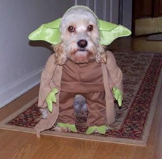 Photos: May the fourth be with you - Star Wars dogs!