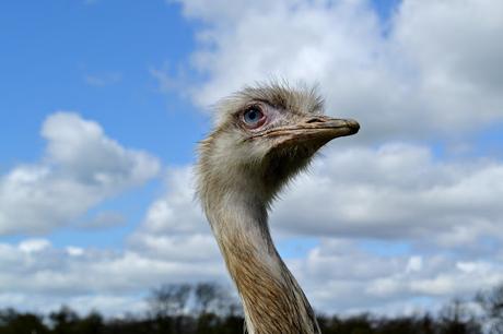 Eshott Heugh Animal Park, Morpeth