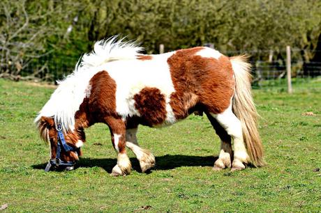 Eshott Heugh Animal Park, Morpeth