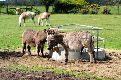 Eshott Heugh Animal Park, Morpeth