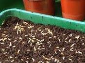 Cornflower Seeds
