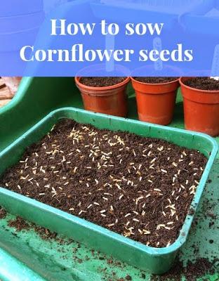 How to Sow Cornflower Seeds