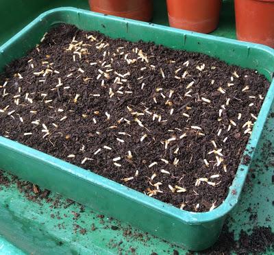 How to Sow Cornflower Seeds