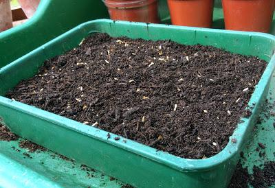 How to Sow Cornflower Seeds