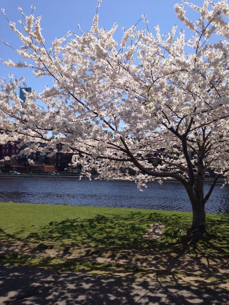 spring in Boston - charles  river 