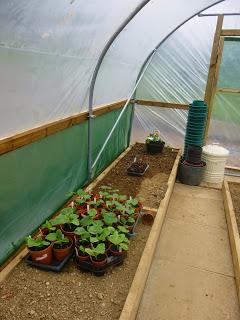 Polytunnel Progress