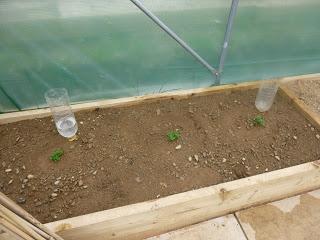 Polytunnel Progress