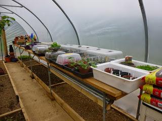 Polytunnel Progress