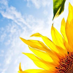 Take time for you this summer… summer flower
