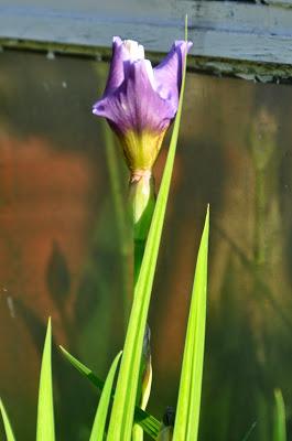 Dancing in the Light