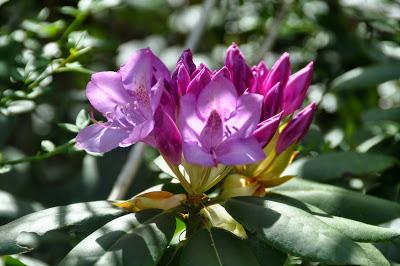 Dancing in the Light