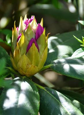 Dancing in the Light