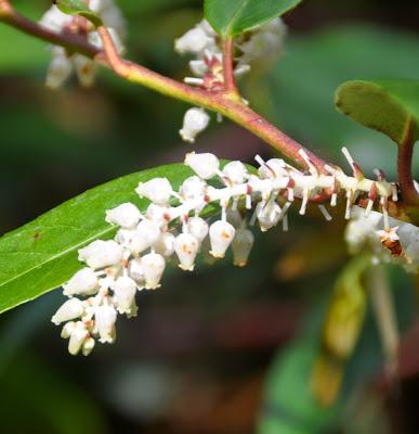 Dancing in the Light